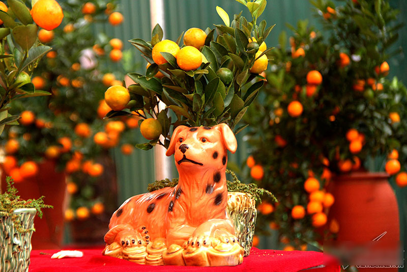 Cây quất độc nhất được ngã giá trăm triệu chưa bán